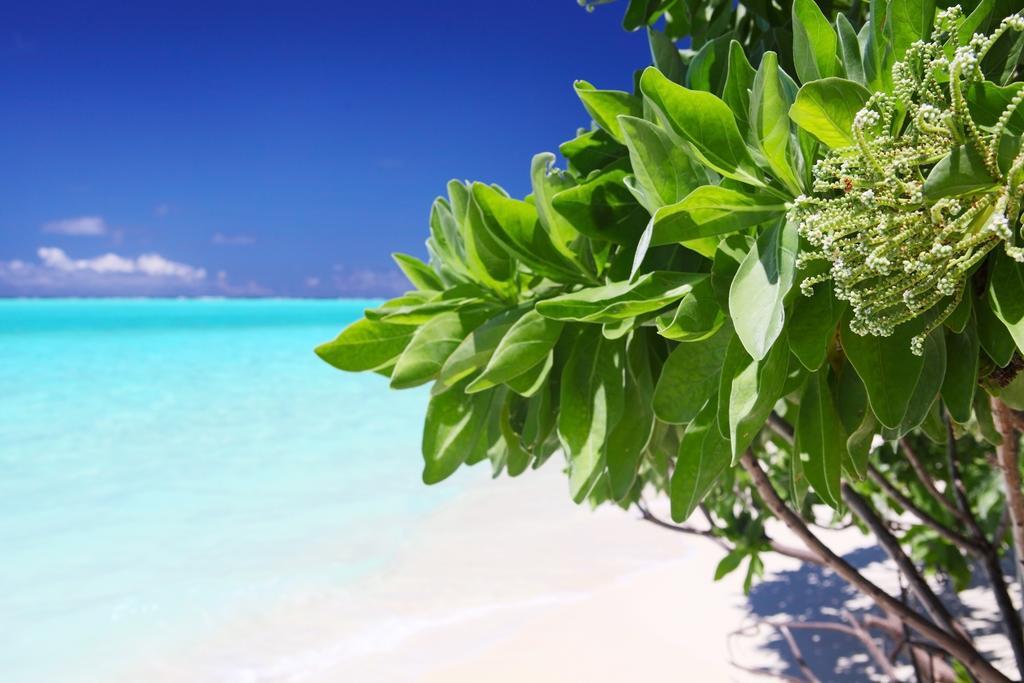 Holiday Cottage Thoddoo, Maldives Екстер'єр фото
